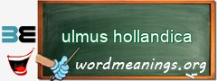 WordMeaning blackboard for ulmus hollandica